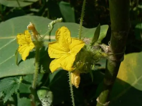 Цветы дыни желтые.