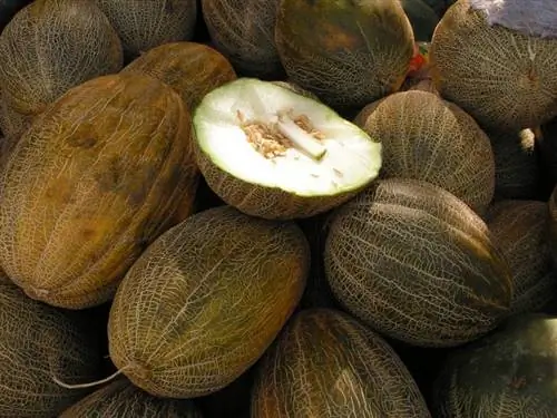 Дыня piel de sapo - это растение