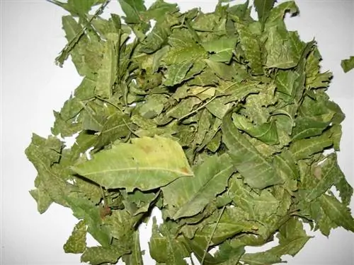 сушеные листья дерева ним