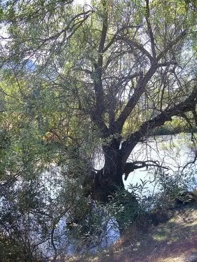 Salix salviifolia - дерево