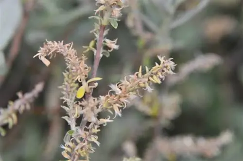 Сережки Salix salviifolia светлого цвета.