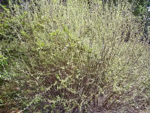 Бардагера белая (Salix salviifolia)