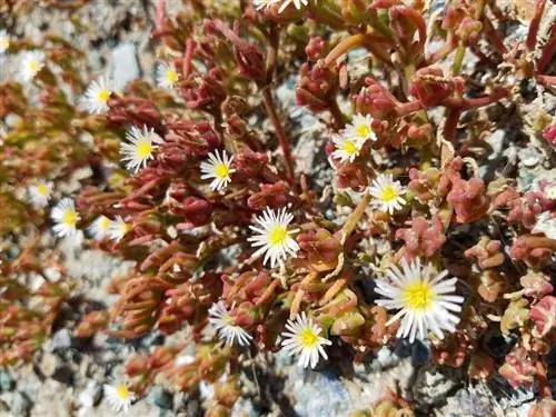 мелкие желтые цветки с тонкими и удлиненными лепестками