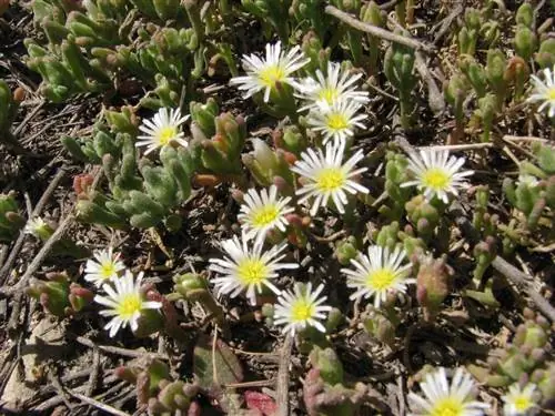 мелкие желтые цветки с тонкими и удлиненными лепестками