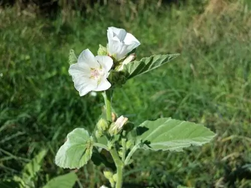 Вид на зефир