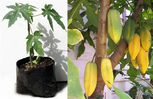 Дерево бабако, полное фруктов