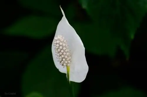 спатифиллум в цвету