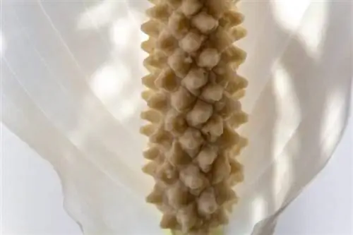 Цветок мира обычно белый