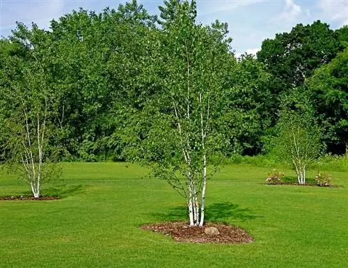 Береза белая (Betula papyrifera)