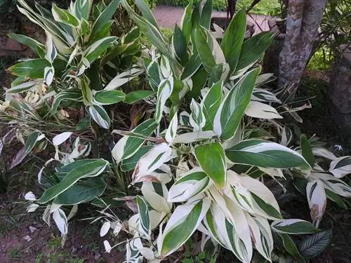 Вид на пеструю маранту