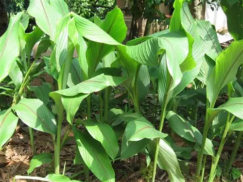 Маранта (Maranta arundinacea)