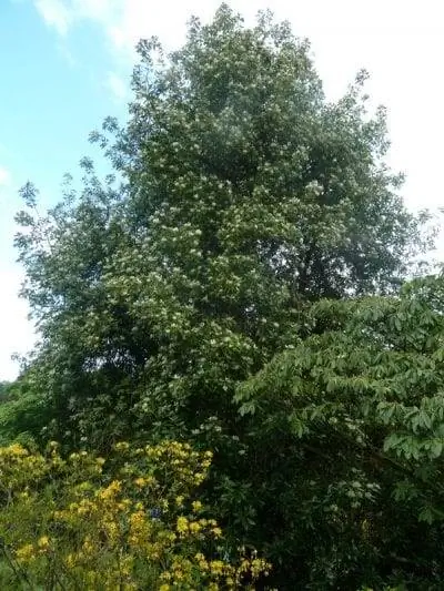 коричное дерево