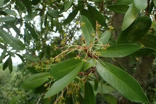 Листья корицы многолетние