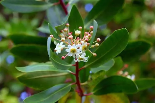 Корица (Drimys winteri)