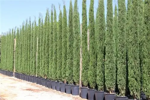 ряд горшков с маленькими кипарисами