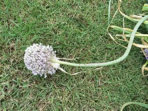 Цветки слонового чеснока белые.
