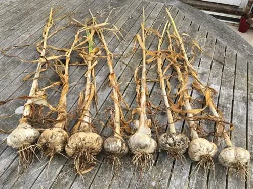 Слоновий чеснок легко вырастить