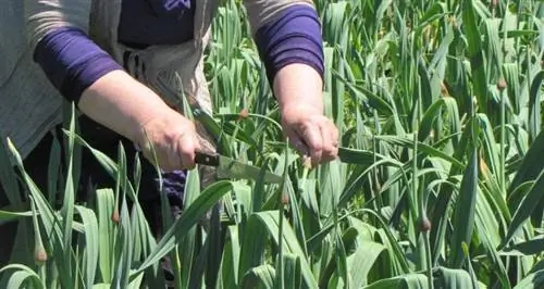 Вы должны разрезать цветочную палочку, чтобы слоновий чеснок был больше.