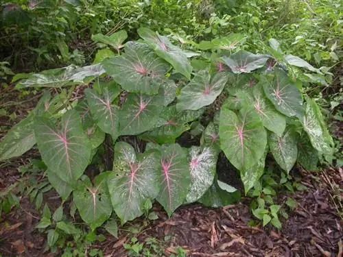 Вид на растение каладиум