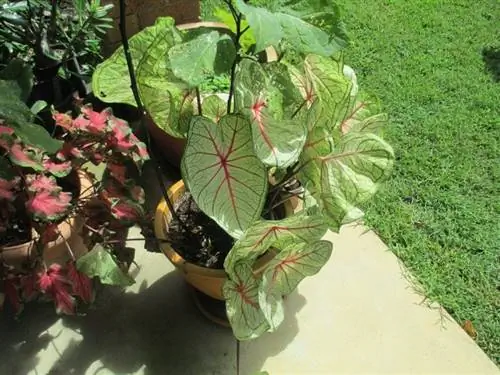 Каладиум можно выращивать в горшках