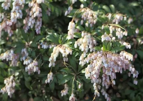 Цветки пиерис японской белые.