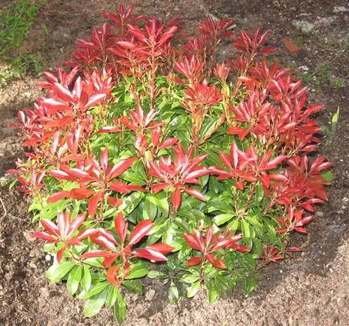 Андромеда (Pieris japonica)