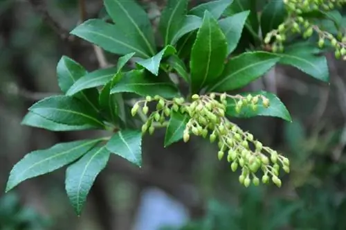 Пиерис японский вечнозеленый.