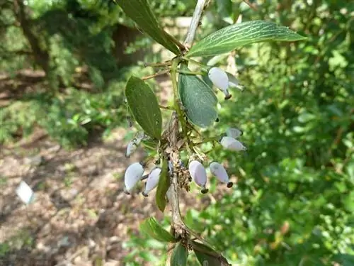 светлые ягоды, выходящие из ветки Berberis aristata