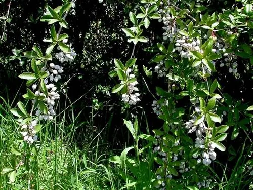 Древесная куркума (Berberis aristata)