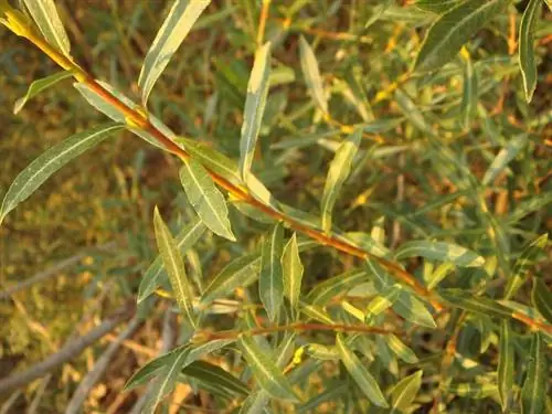 Salix purpurea ветви