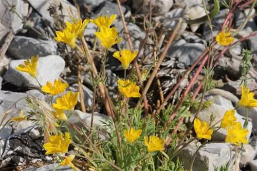 кустарник под названием Hypecoum procumbens