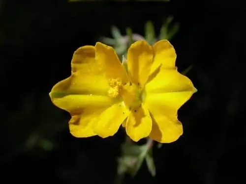 крупным планом изображение цветка, рожденного от Hypecoum procumbens
