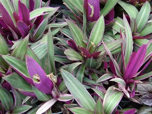 Вид на Tradescantia spathacea