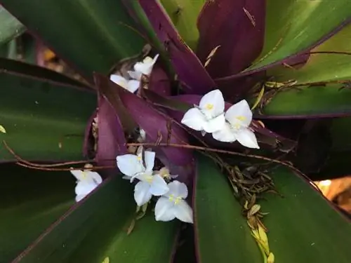 Вид на Tradescantia spathacea в цвету