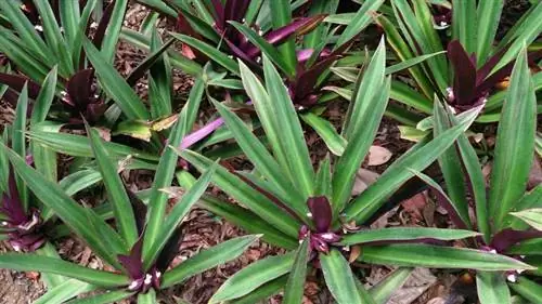 Вид на Tradescantia spathacea