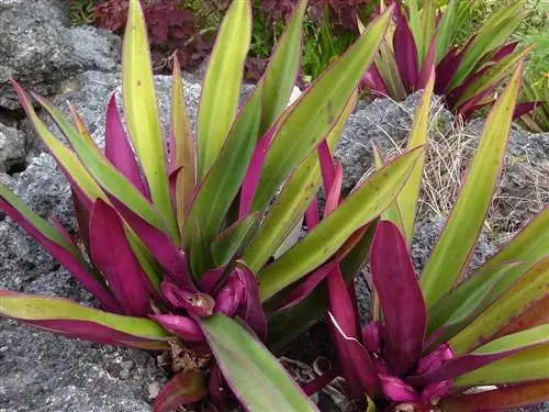 Магей фиолетовый (Tradescantia spathacea)