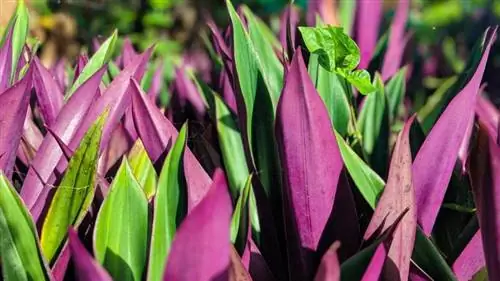 Tradescantia spathacea - декоративное растение.