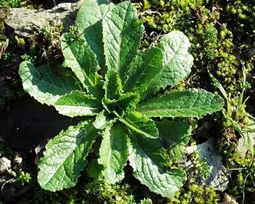 Lactuca virosa характеристики