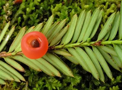 ветвь и плод Taxus brevifolia