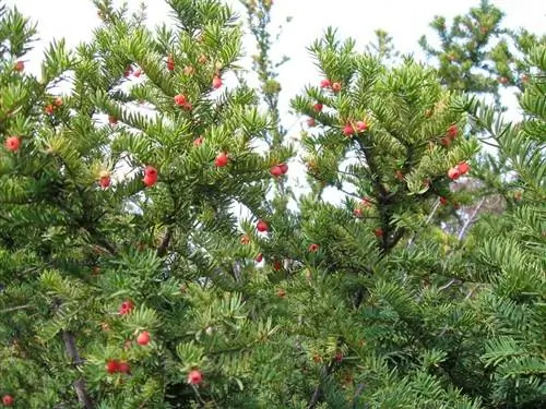 Тис тихоокеанский (Taxus brevifolia)