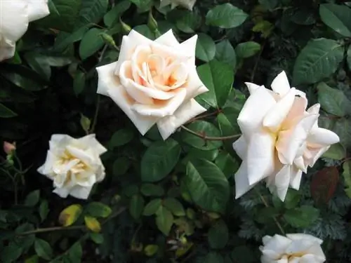 шафрановая роза