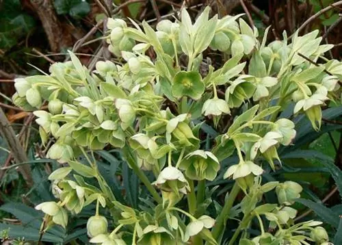 растение с цветками в виде колокольчиков