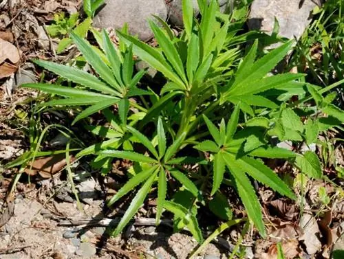 растение с удлиненными листьями и очень ярко-зеленой окраской