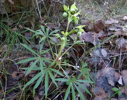 Трава арбалетчиков (Helleborus foetidus)