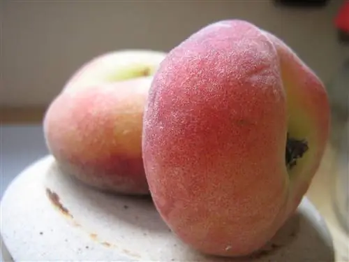 Выращивание парагвайского