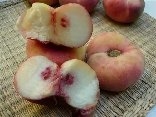 Парагвайцев едят как десерт