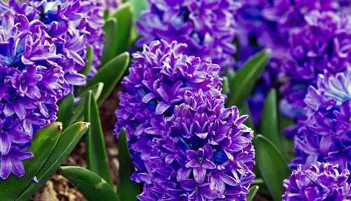 Гиацинт восточный (Hyacinthus orientalis)