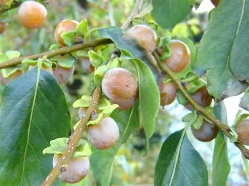 ветка полная дикой хурмы