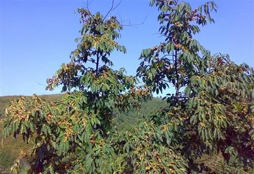 Дикая хурма (Diospyros Lotus)