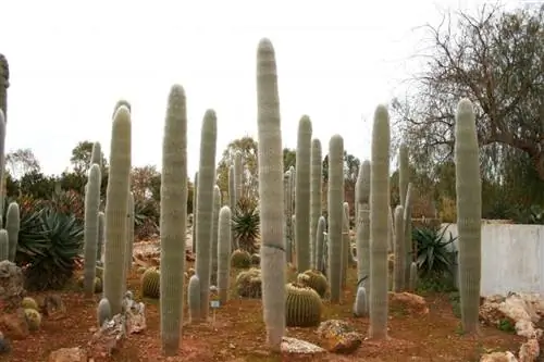Cephalocereus senilis - крупный кактус.